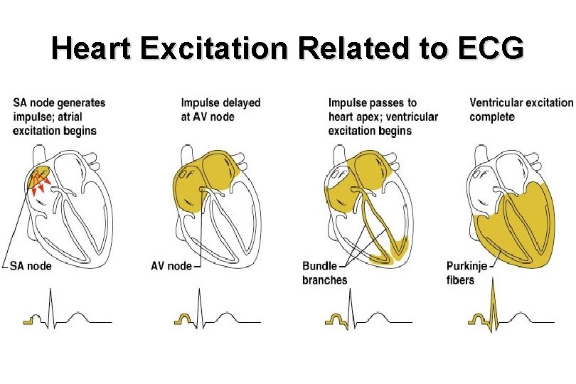 Heart Excitation Related to ECG 