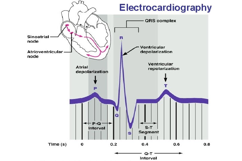 Electrocardiography 