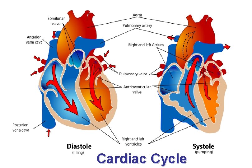 Cardiac Cycle 