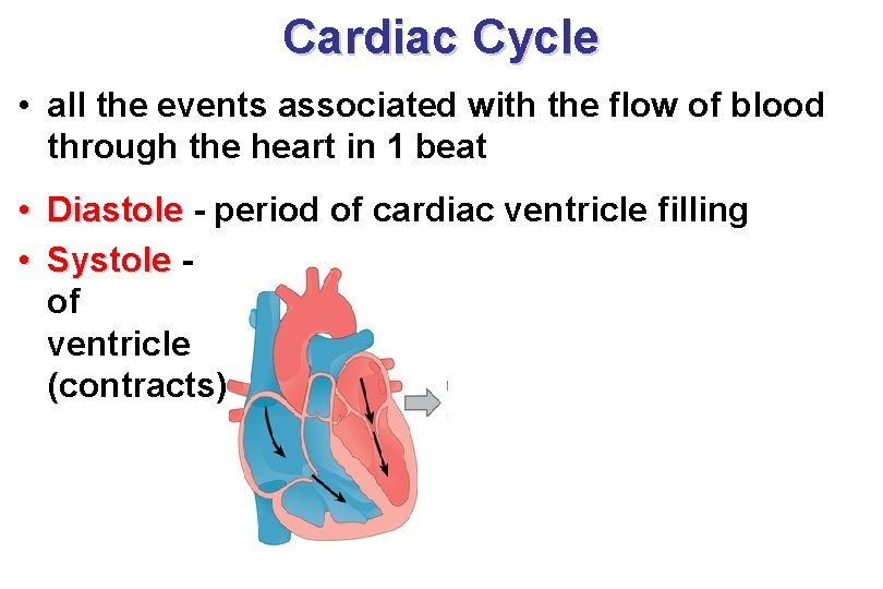 Cardiac Cycle • all the events associated with the flow of blood through the