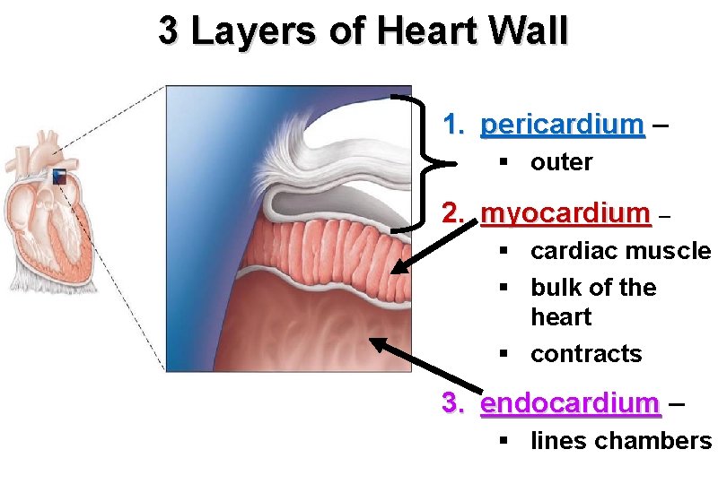 3 Layers of Heart Wall 1. pericardium – § outer 2. myocardium – §