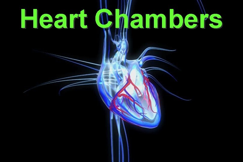 Heart Chambers 