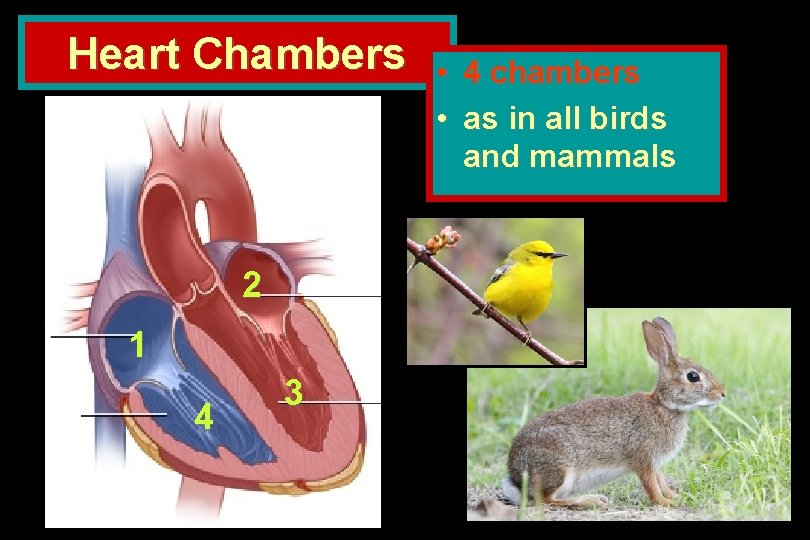 Heart Chambers 2 1 4 3 • 4 chambers • as in all birds
