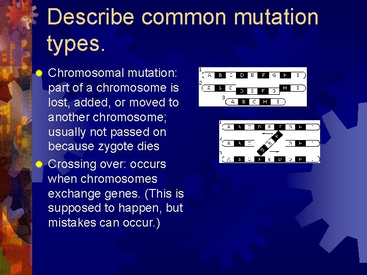 Describe common mutation types. Chromosomal mutation: part of a chromosome is lost, added, or