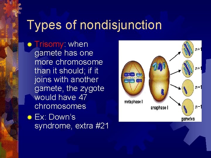 Types of nondisjunction ® Trisomy: when gamete has one more chromosome than it should;
