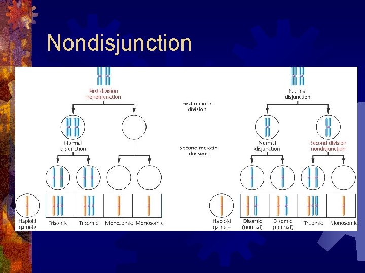 Nondisjunction 