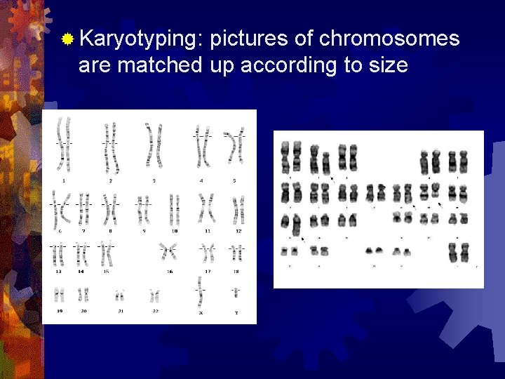 ® Karyotyping: pictures of chromosomes are matched up according to size 