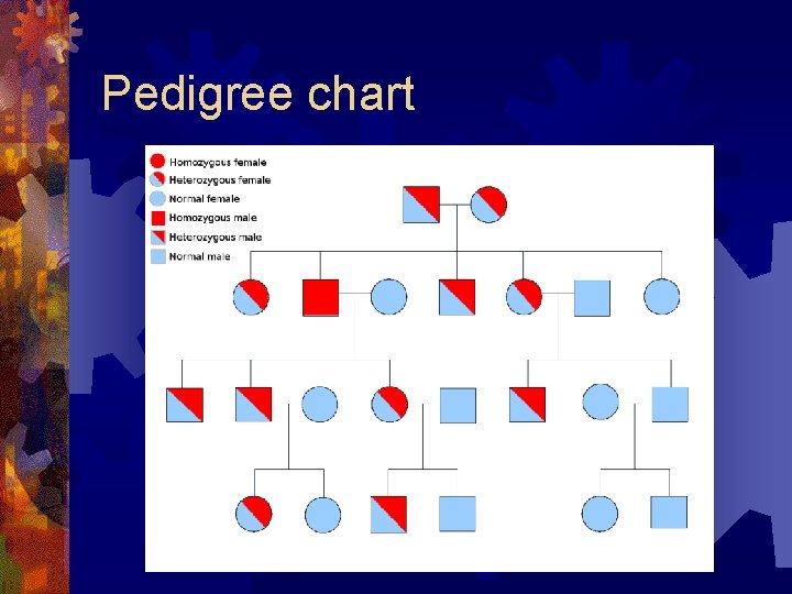 Pedigree chart 
