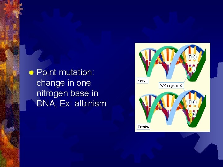 ® Point mutation: change in one nitrogen base in DNA; Ex: albinism 