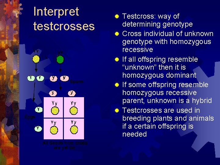 Interpret testcrosses ® ® ® Testcross: way of determining genotype Cross individual of unknown