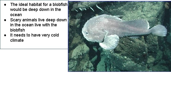 ● The ideal habitat for a blobfish would be deep down in the ocean
