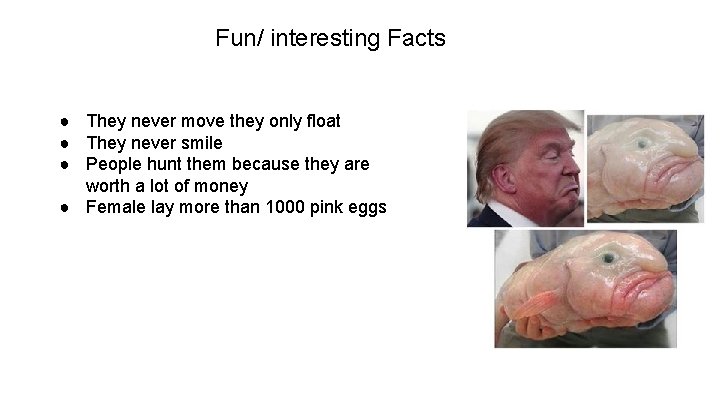 Fun/ interesting Facts ● They never move they only float ● They never smile