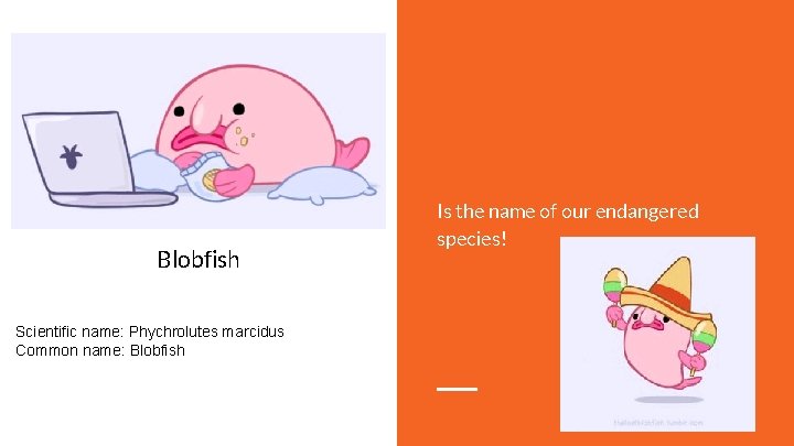 Blobfish Scientific name: Phychrolutes marcidus Common name: Blobfish Is the name of our endangered