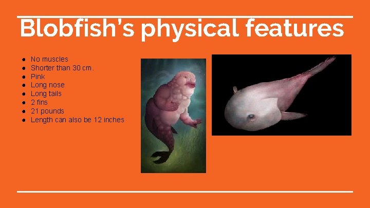 Blobfish’s physical features ● ● ● ● No muscles Shorter than 30 cm. Pink