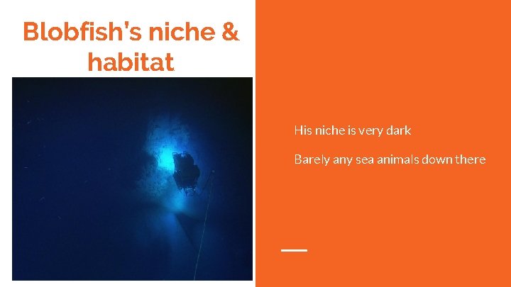 Blobfish’s niche & habitat His niche is very dark Barely any sea animals down
