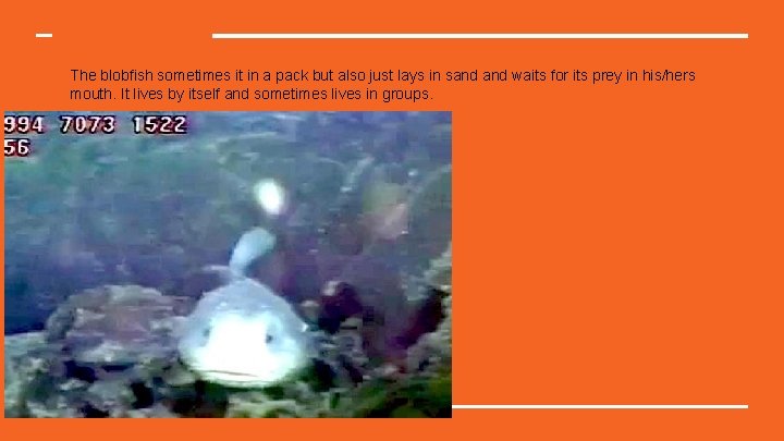 The blobfish sometimes it in a pack but also just lays in sand waits