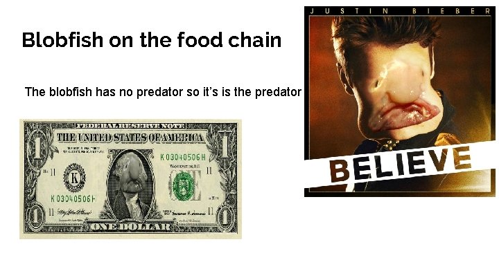 Blobfish on the food chain The blobfish has no predator so it’s is the