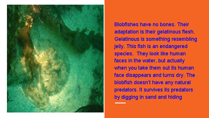 Blobfishes have no bones. Their adaptation is their gelatinous flesh. Gelatinous is something resembling