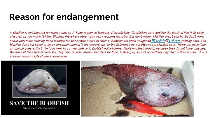 Reason for endangerment A blobfish is endangered for many reasons. A huge reason is