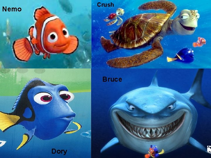 Crush Nemo Bruce Dory 