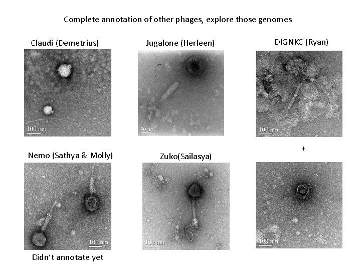 Complete annotation of other phages, explore those genomes Claudi (Demetrius) Nemo (Sathya & Molly)