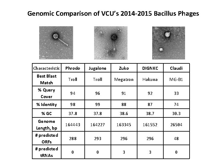 Genomic Comparison of VCU’s 2014 -2015 Bacillus Phages Characteristic Phrodo Jugalone Zuko DIGNKC Claudi