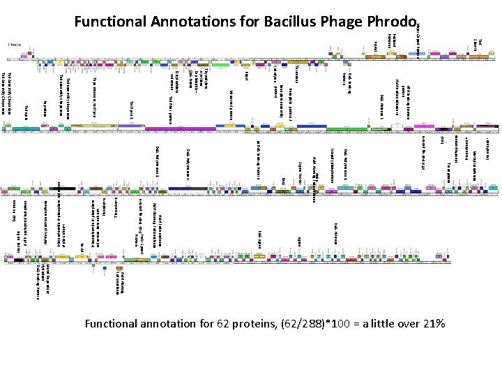 DNA Binding protein Thioredoxin Ribonucleotide diphosphate reductase beta subunit Flavodoxin Ribonucleotide diphosphate reductase alpha