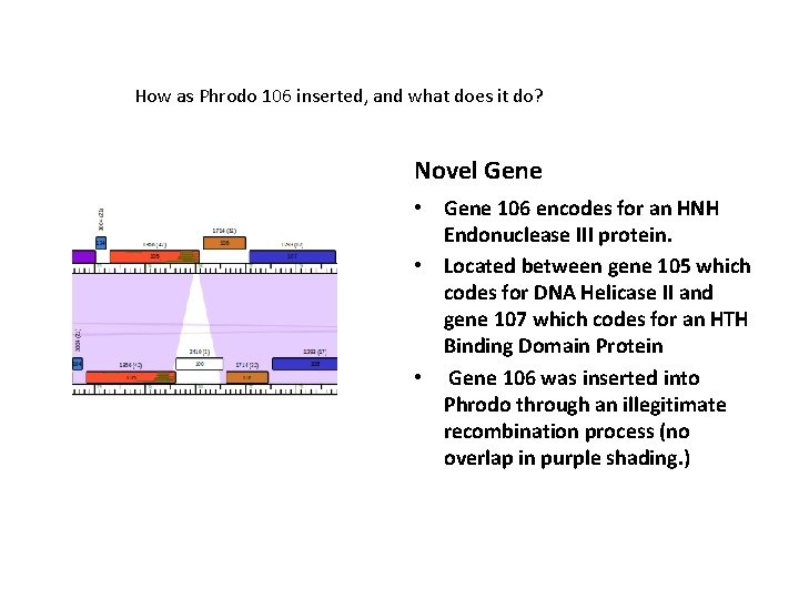 How as Phrodo 106 inserted, and what does it do? Novel Gene • Gene