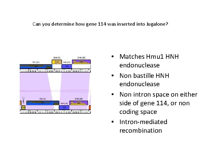 Can you determine how gene 114 was inserted into Jugalone? • Matches Hmu 1