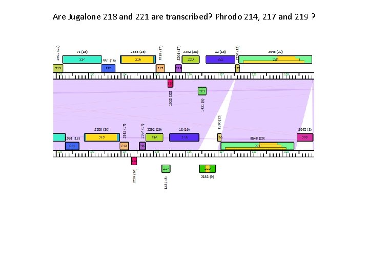 Are Jugalone 218 and 221 are transcribed? Phrodo 214, 217 and 219 ? 