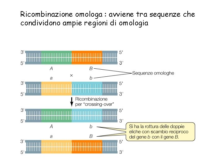 Il processo di omologa consiste nello scambio Il processo di omologa consiste nello scambio