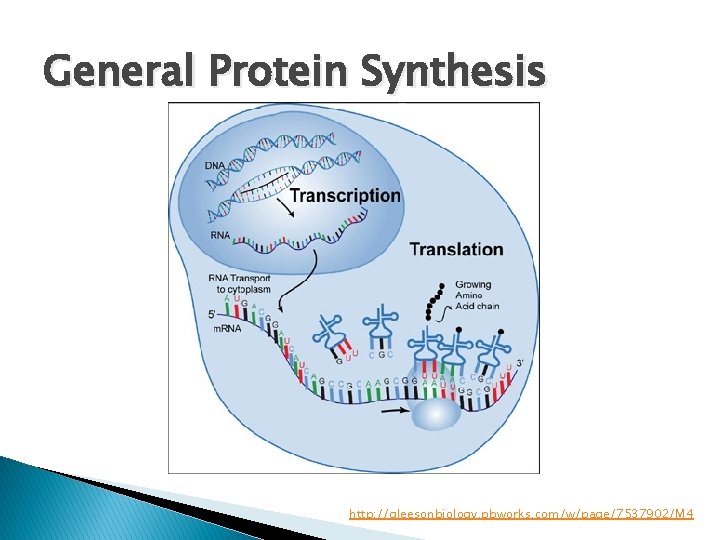 General Protein Synthesis http: //gleesonbiology. pbworks. com/w/page/7537902/M 4 