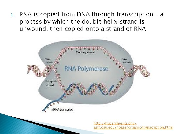 1. RNA is copied from DNA through transcription – a process by which the