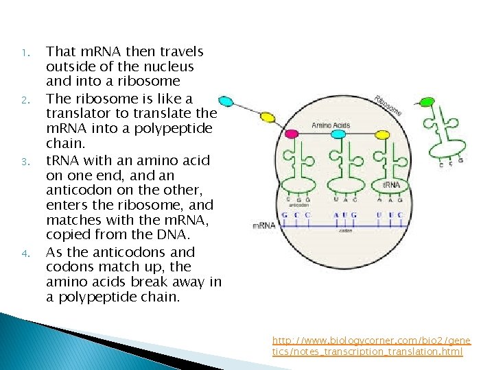 1. 2. 3. 4. That m. RNA then travels outside of the nucleus and