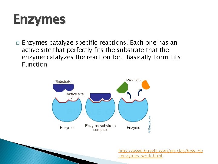 Enzymes � Enzymes catalyze specific reactions. Each one has an active site that perfectly