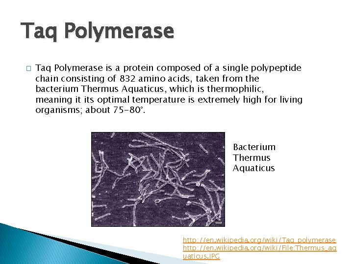 Taq Polymerase � Taq Polymerase is a protein composed of a single polypeptide chain