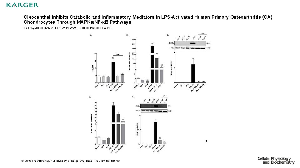 Oleocanthal Inhibits Catabolic and Inflammatory Mediators in LPS-Activated Human Primary Osteoarthritis (OA) Chondrocytes Through