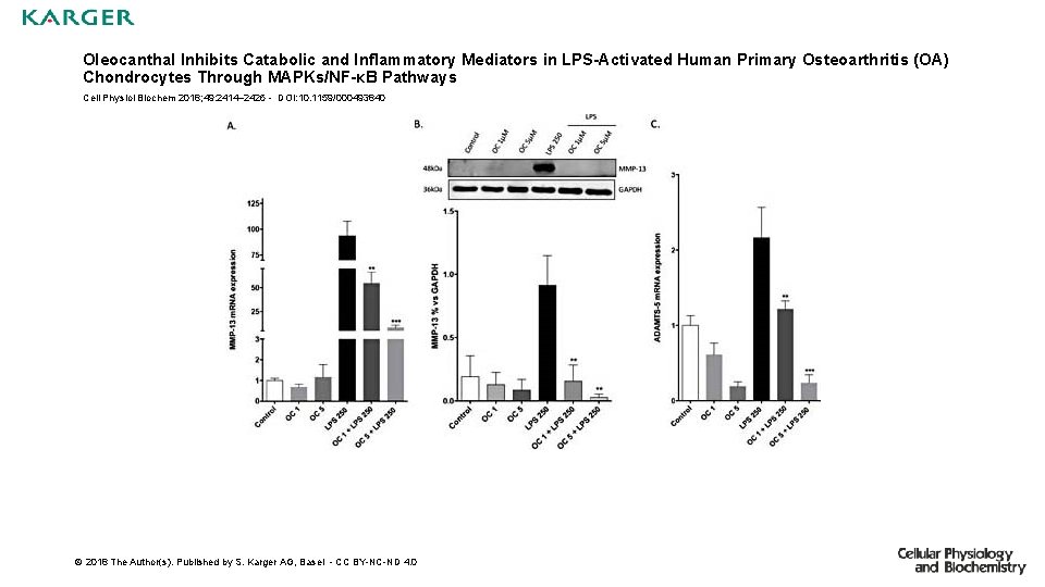 Oleocanthal Inhibits Catabolic and Inflammatory Mediators in LPS-Activated Human Primary Osteoarthritis (OA) Chondrocytes Through