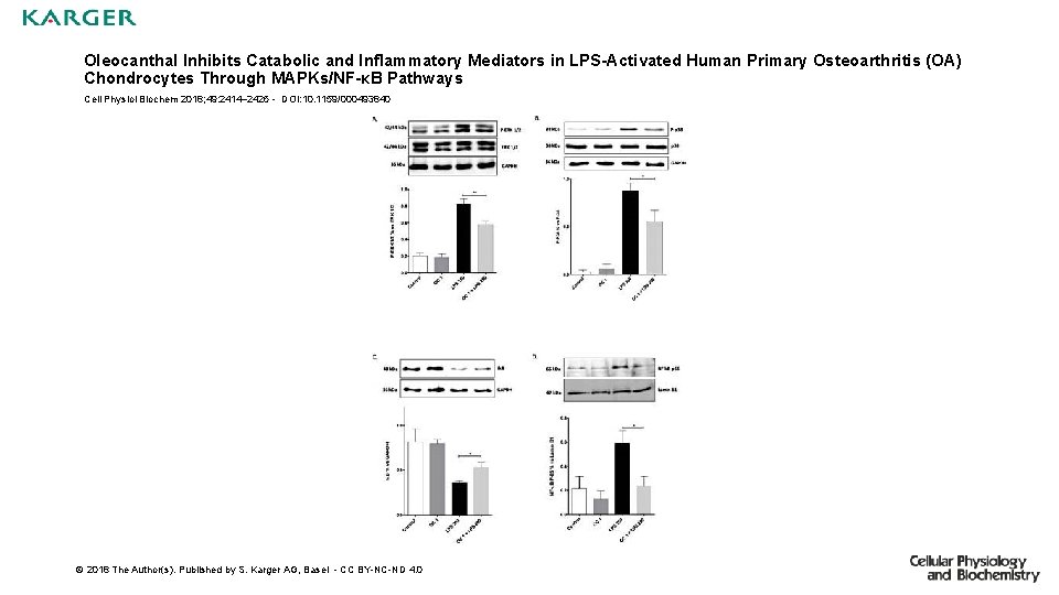 Oleocanthal Inhibits Catabolic and Inflammatory Mediators in LPS-Activated Human Primary Osteoarthritis (OA) Chondrocytes Through