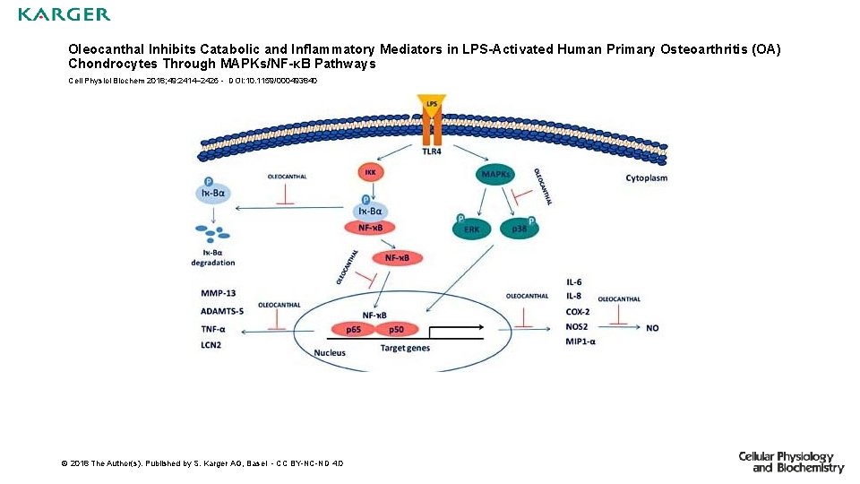 Oleocanthal Inhibits Catabolic and Inflammatory Mediators in LPS-Activated Human Primary Osteoarthritis (OA) Chondrocytes Through