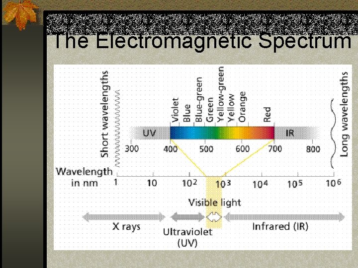 The Electromagnetic Spectrum 