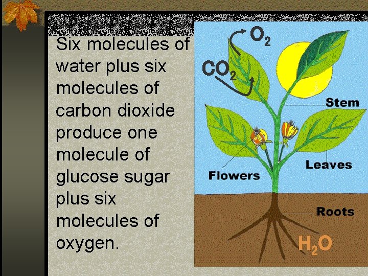 Six molecules of water plus six CO 2 molecules of carbon dioxide produce one