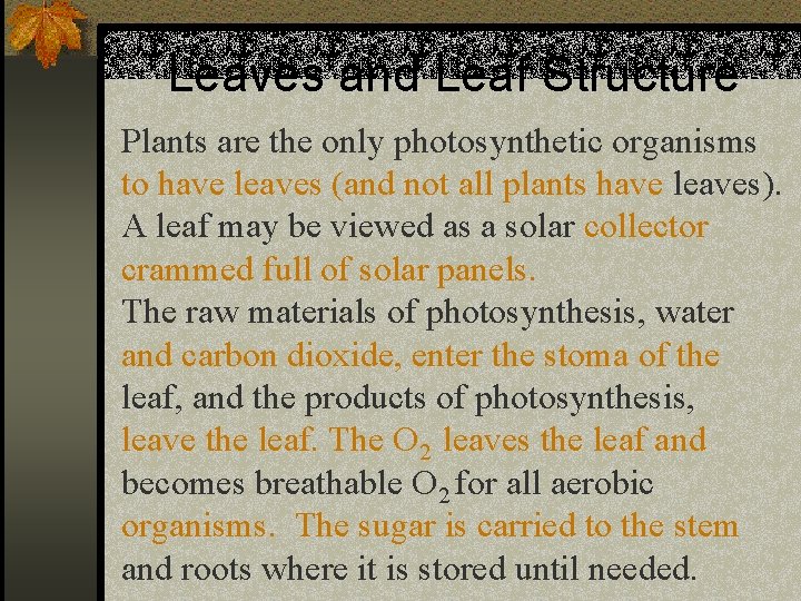 Leaves and Leaf Structure Plants are the only photosynthetic organisms to have leaves (and
