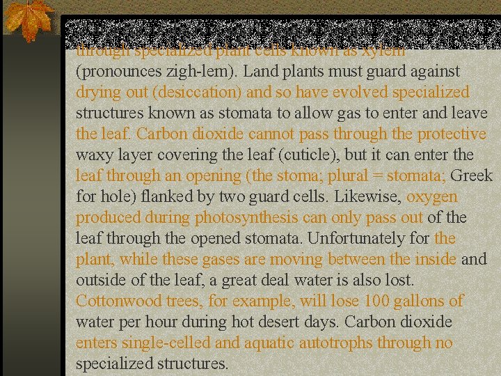 Water enters the root and is transported up to the leaves through specialized plant