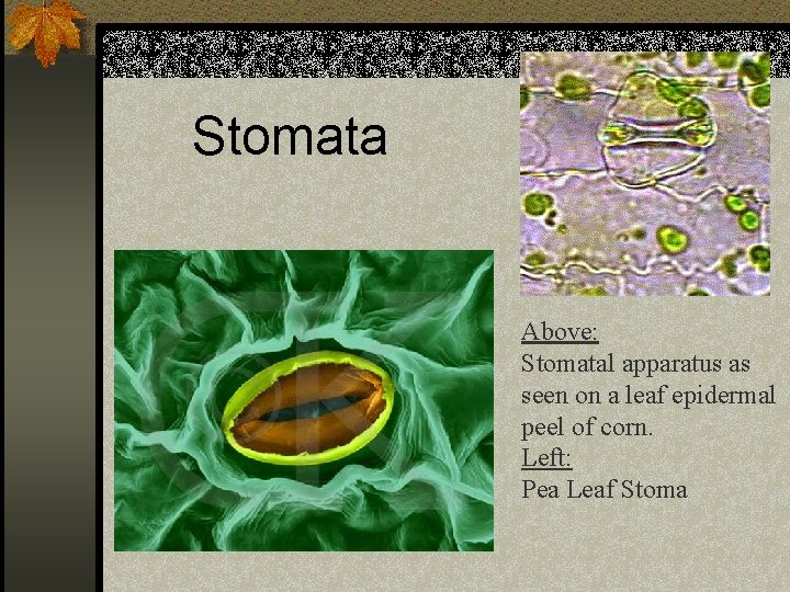 Stomata Above: Stomatal apparatus as seen on a leaf epidermal peel of corn. Left: