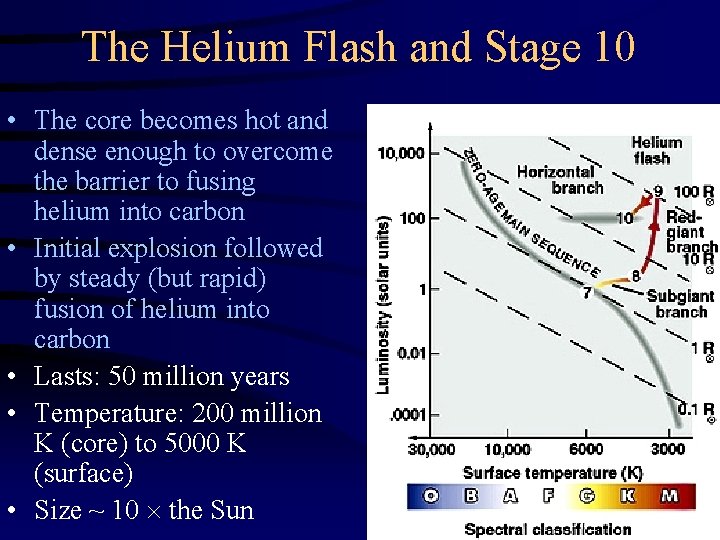 The Helium Flash and Stage 10 • The core becomes hot and dense enough