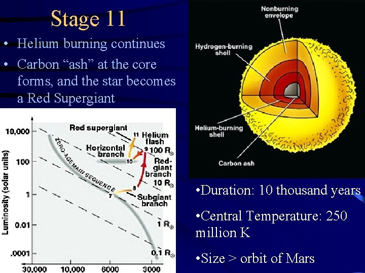 Stage 11 • Helium burning continues • Carbon “ash” at the core forms, and