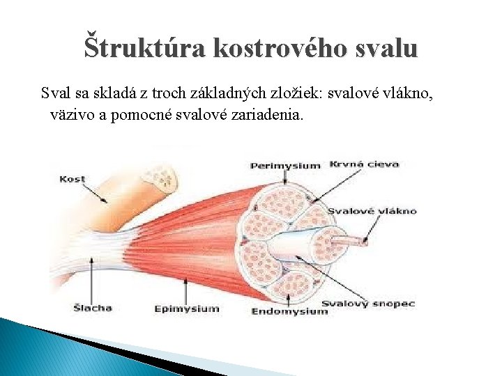 Štruktúra kostrového svalu Sval sa skladá z troch základných zložiek: svalové vlákno, väzivo a