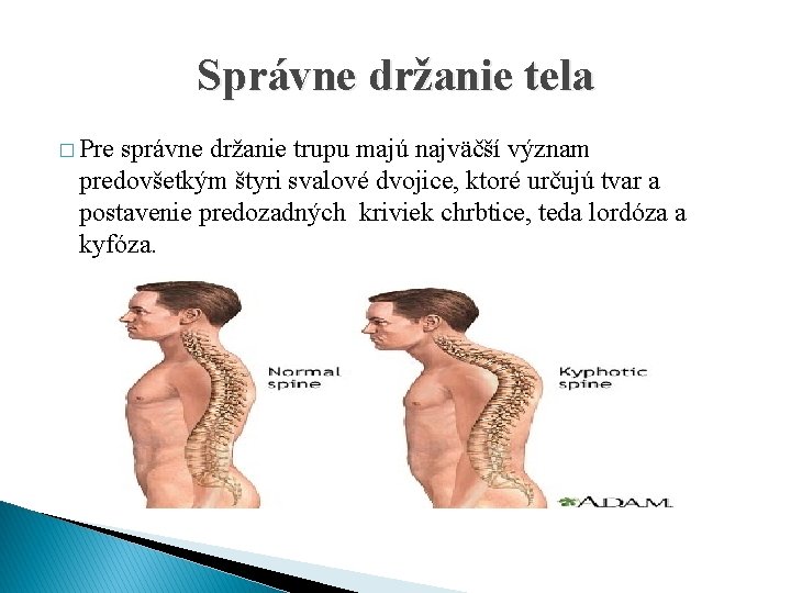 Správne držanie tela � Pre správne držanie trupu majú najväčší význam predovšetkým štyri svalové