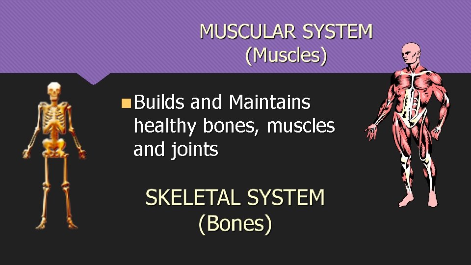 n Builds and Maintains healthy bones, muscles and joints 